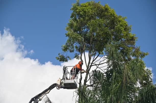 Best Arborist Consultation Services  in West Plains, MO