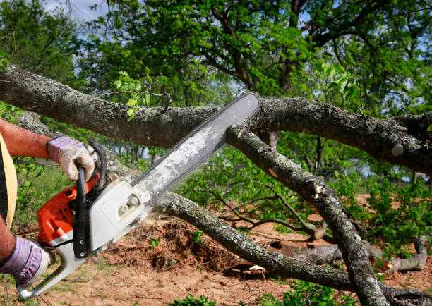 Best Tree and Shrub Care  in West Plains, MO